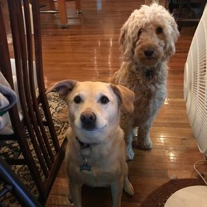 Meet your Posher, Chelsea